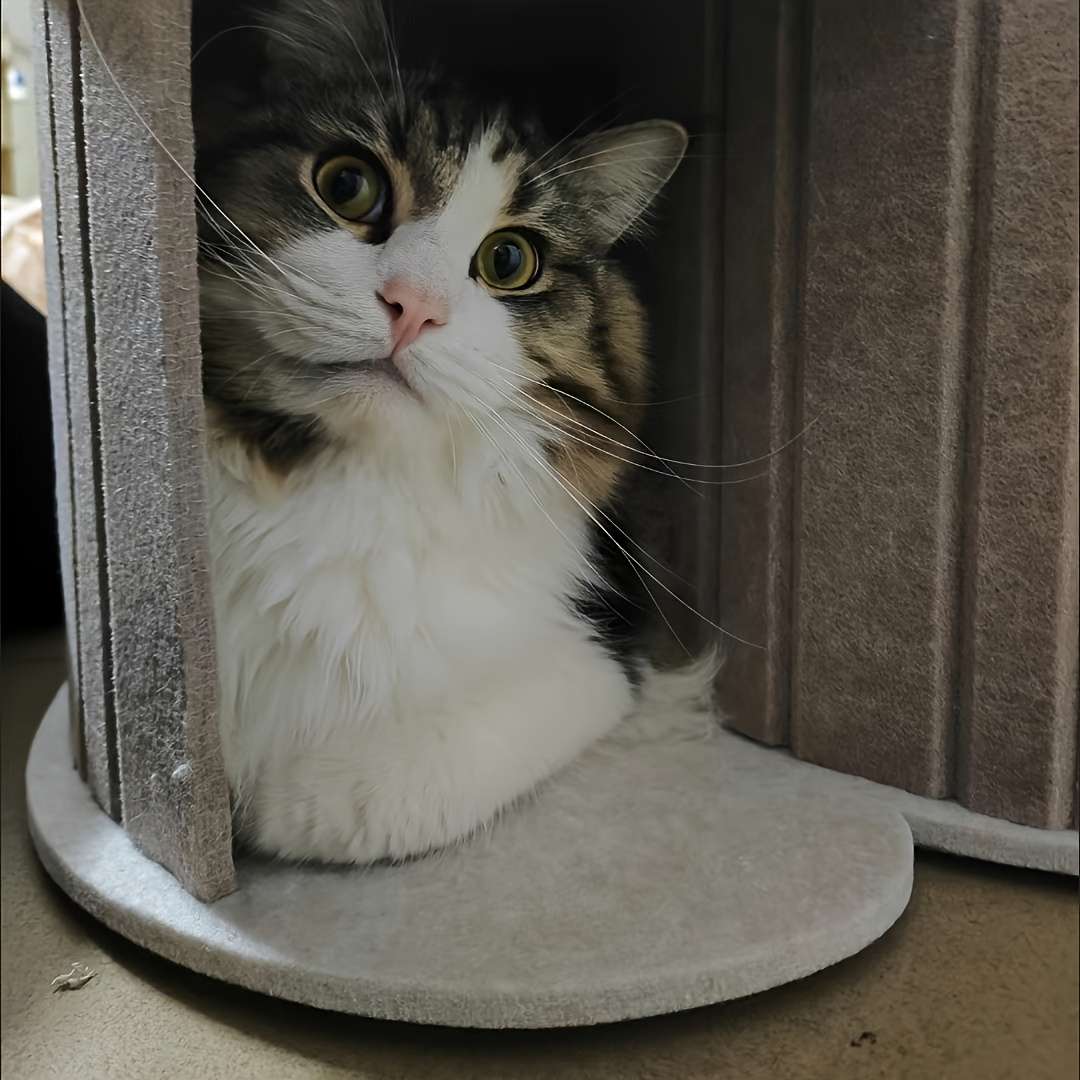 Pet Supplies Color Blue