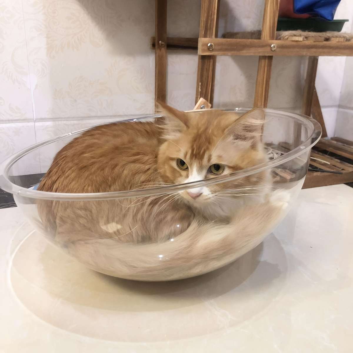 Pet supplies Quantity 1pc