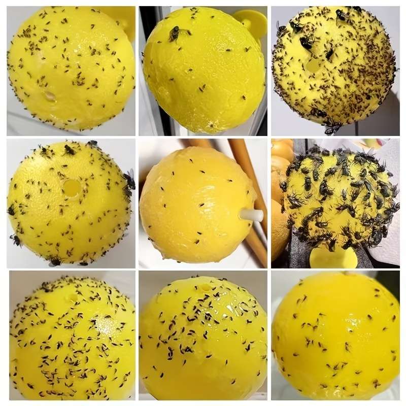 Fruit Fly Traps Items 7Piece Set With Base