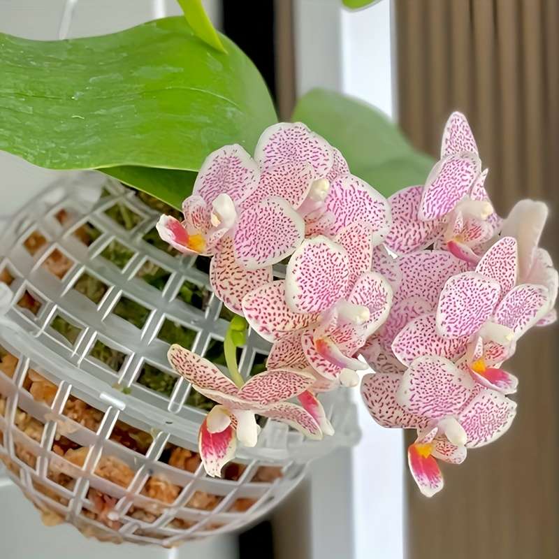 Flowerpot Model 10 01 Cm Ball 5 Pieces