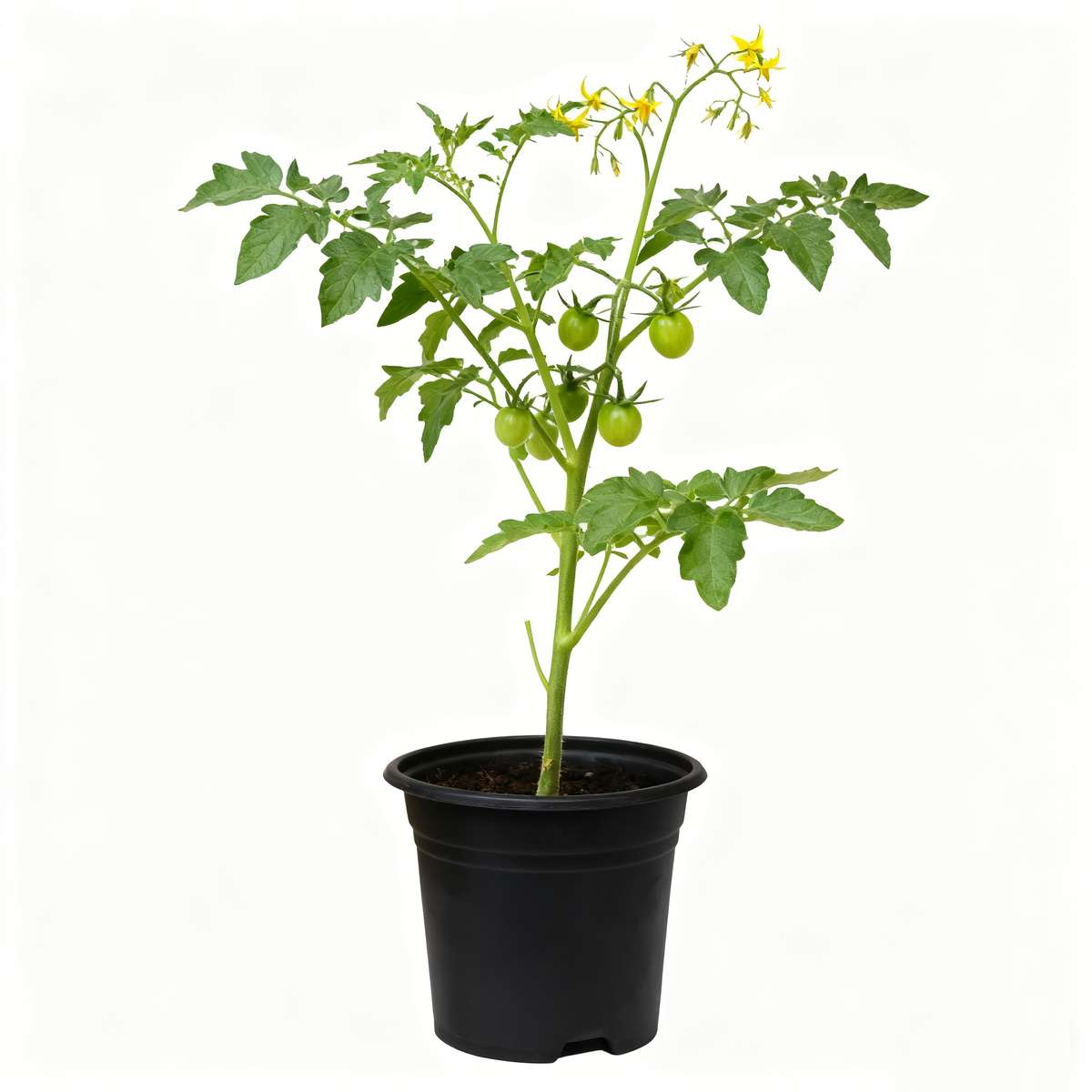 Flowerpot Items 80 Large Black Seedling Pots