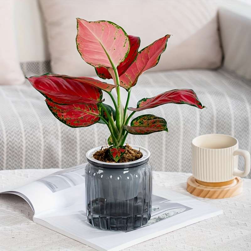 Flowerpot Color Orange Quantity