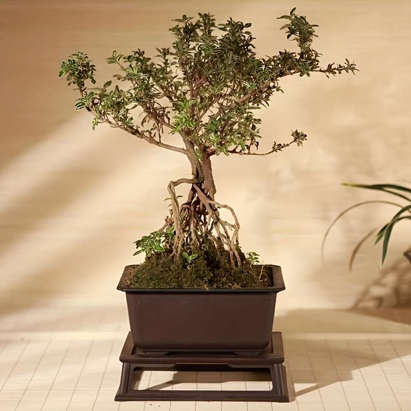 Flowerpot Size 20Cmx15Cmx7 5Cm