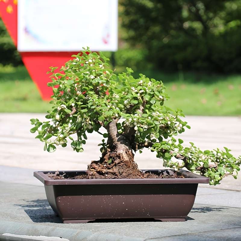Flowerpot Quantity 2Pcs