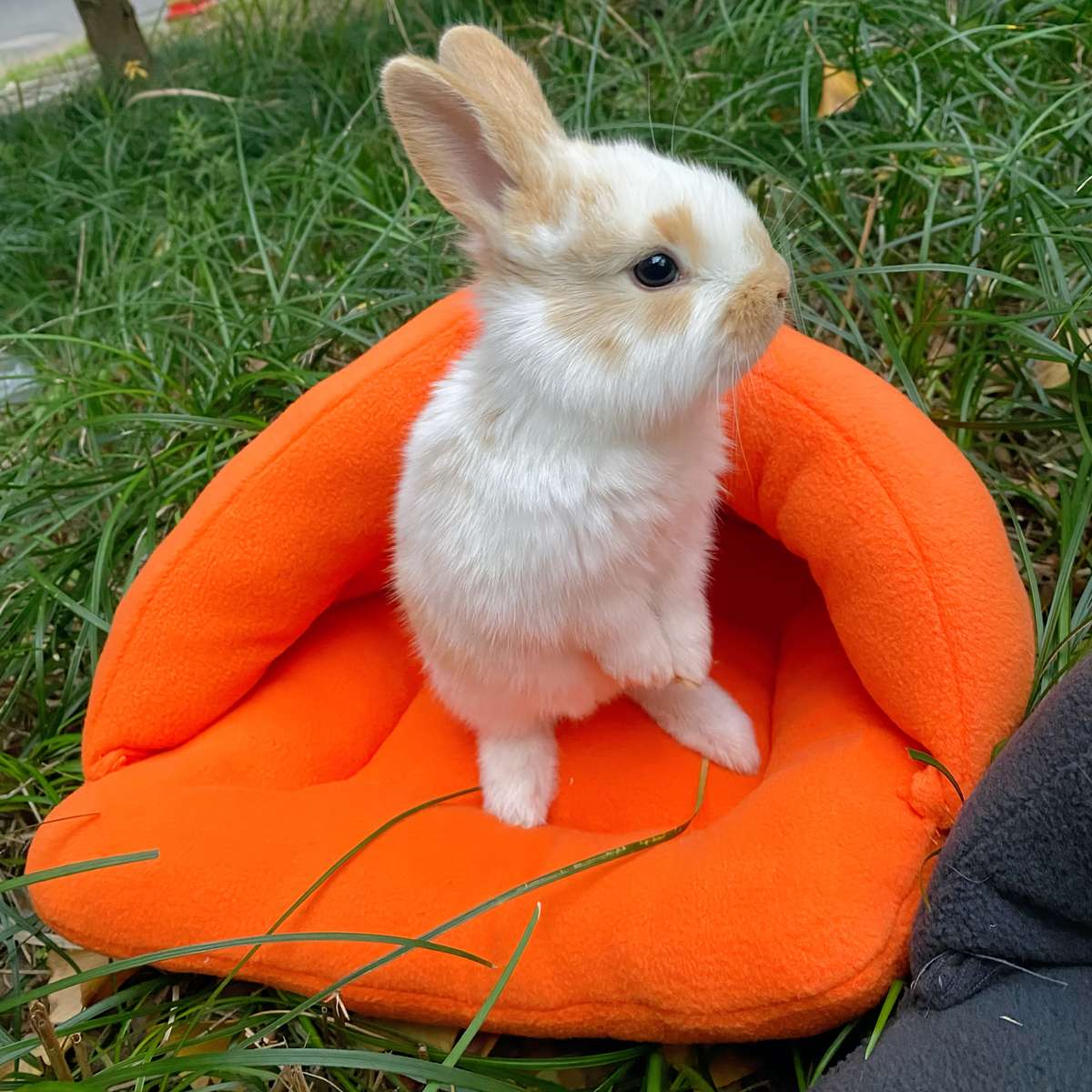 Pet supplies color Pink