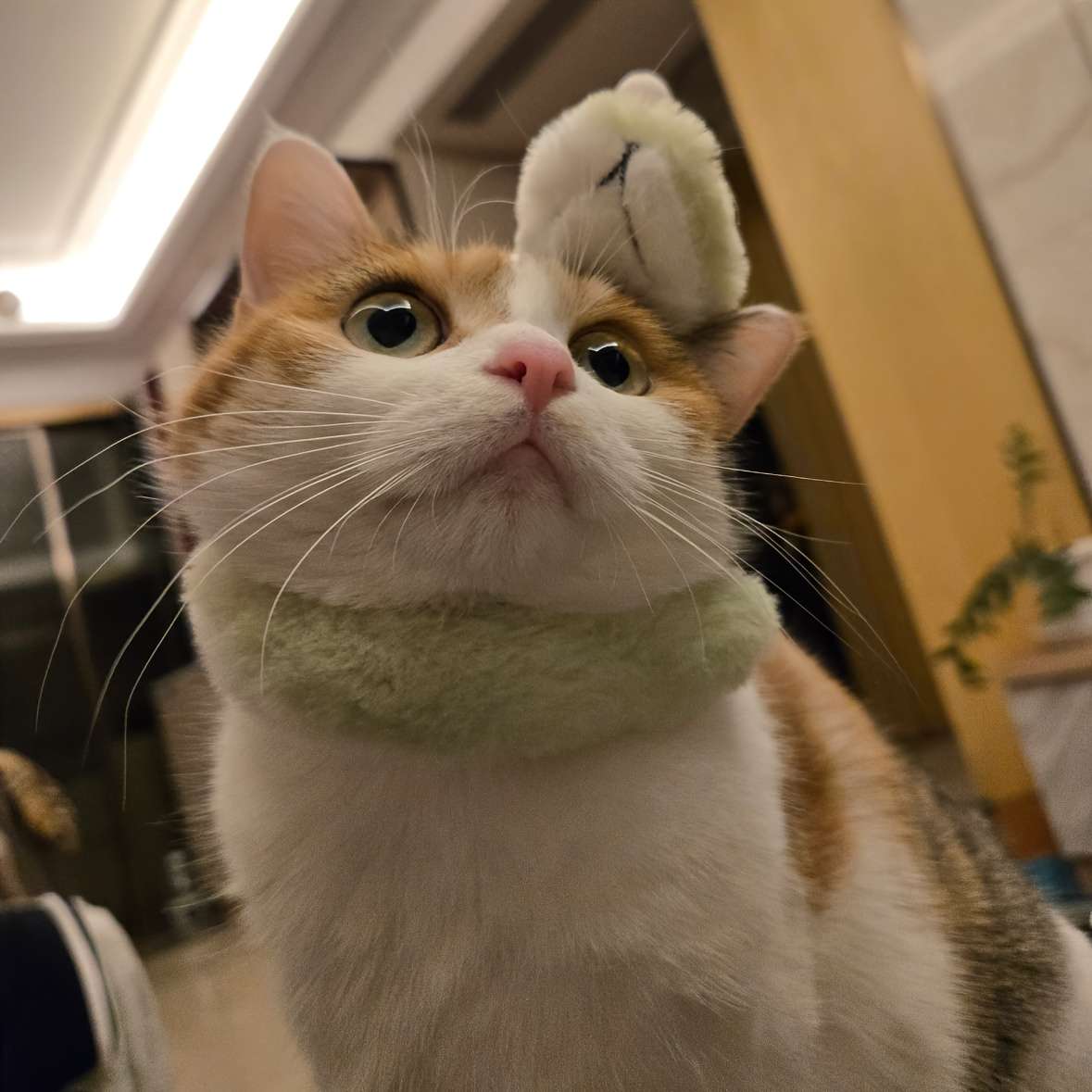 Plush Toyss color White