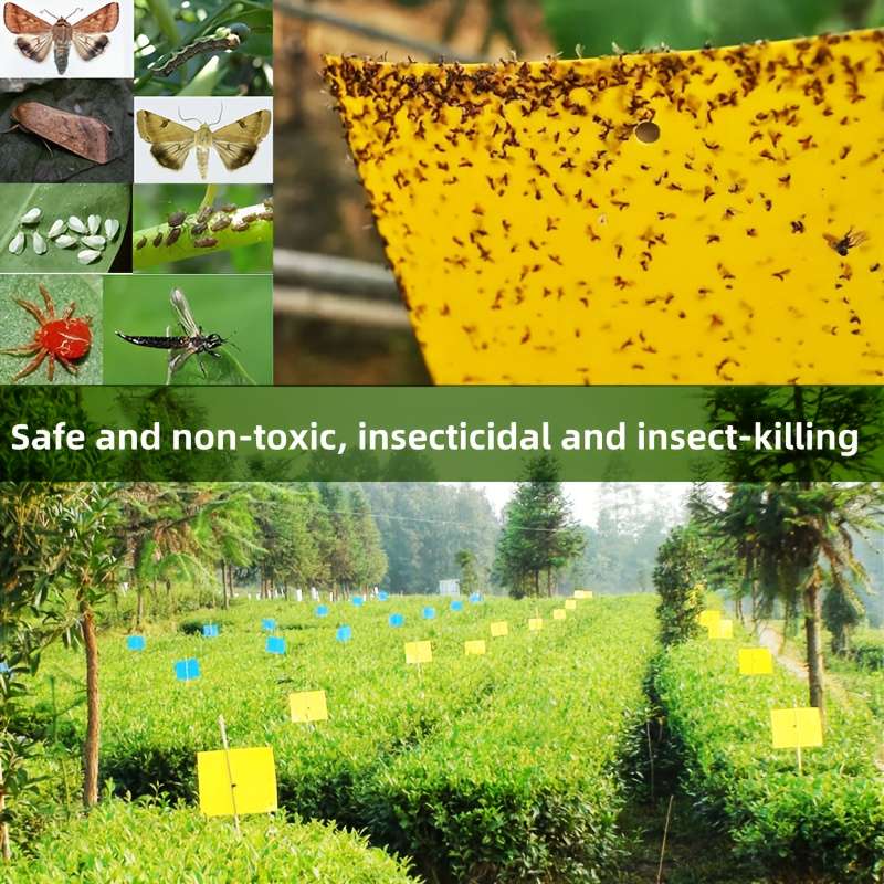Fruit Fly Traps Color Yellow  5Pcs