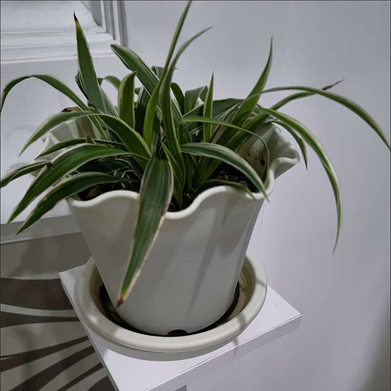 Flowerpot Items 2 Sets Of For Lotus White  Caliber 20Cm