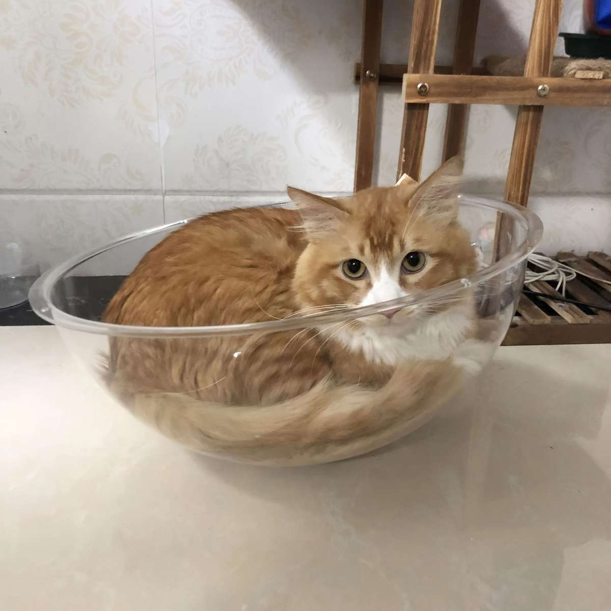 Pet supplies Quantity 1pc