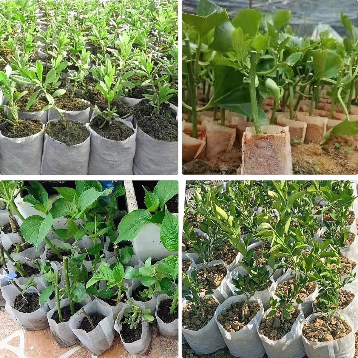 Garden Supplies Quantity 400Pcs8Cm 12Cm