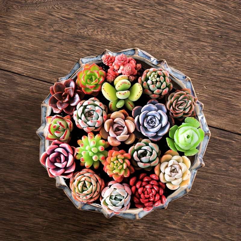 Flowerpot Model 1Pc Circular Lotus Flower