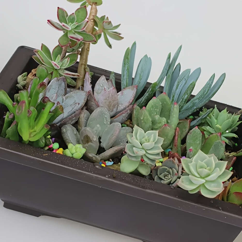 Flowerpot  Flower Pot-6Pcsmaterial Plastic