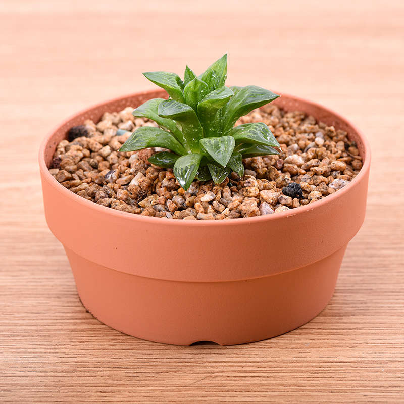 Flowerpot Size 16Cm6.3In Quantity6Pcs