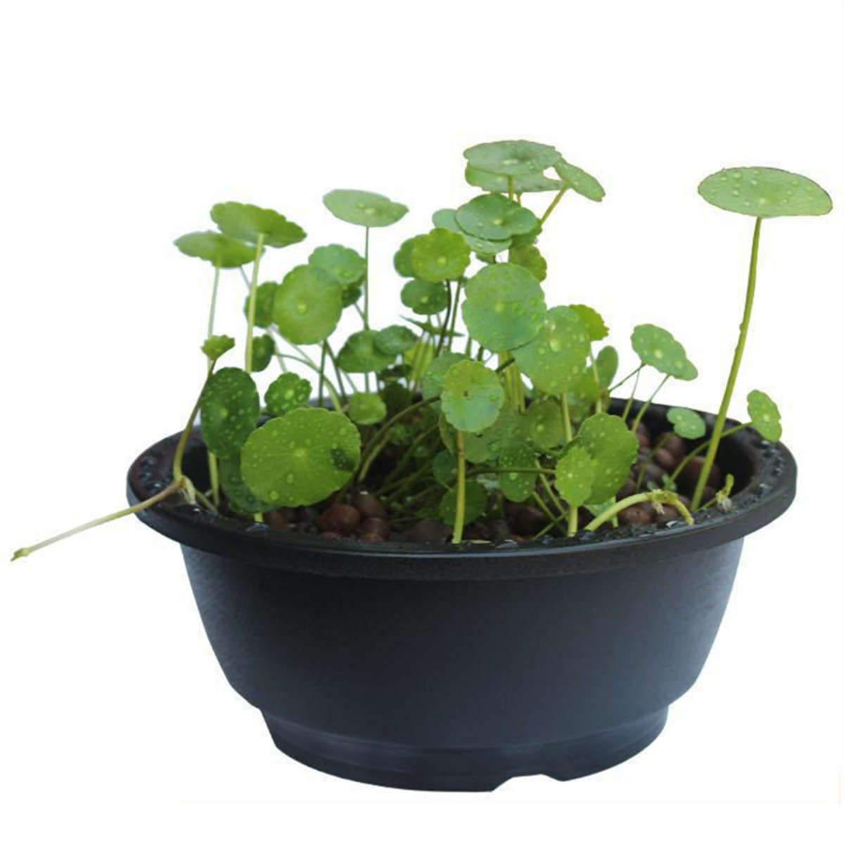 Flowerpot  5Pcscolor Black