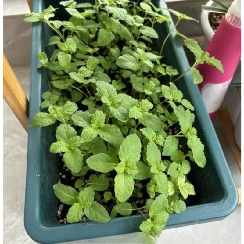 Flowerpot Color Mixed Color  Base Tray Quantity6Pcs
