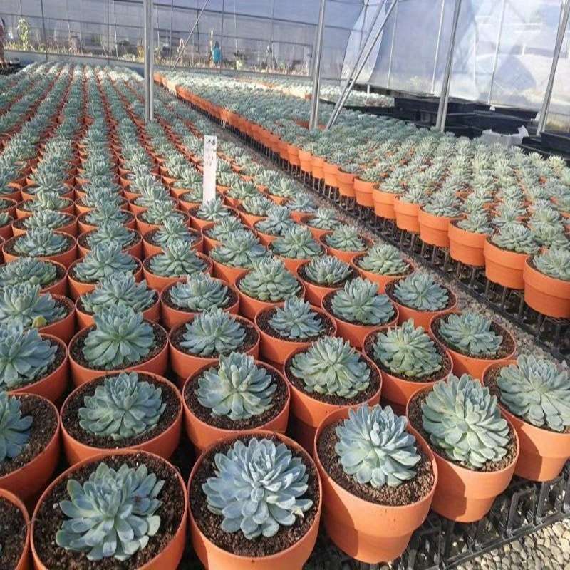 Flowerpot Color 16Cm-6 3In