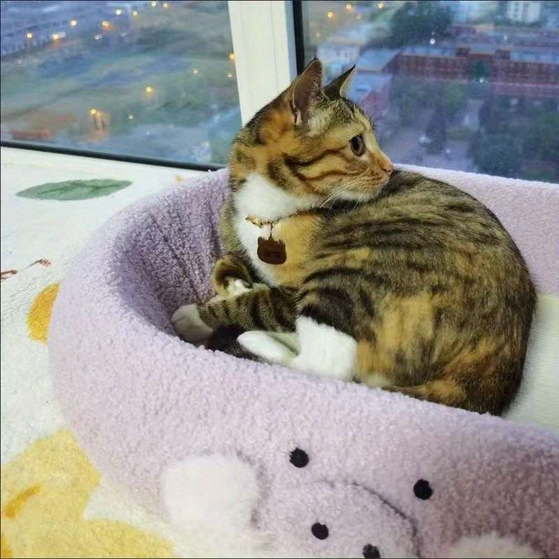 Pet Supplies Color Purple.