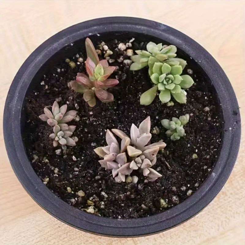 Flowerpot Color Black - 5-Pack