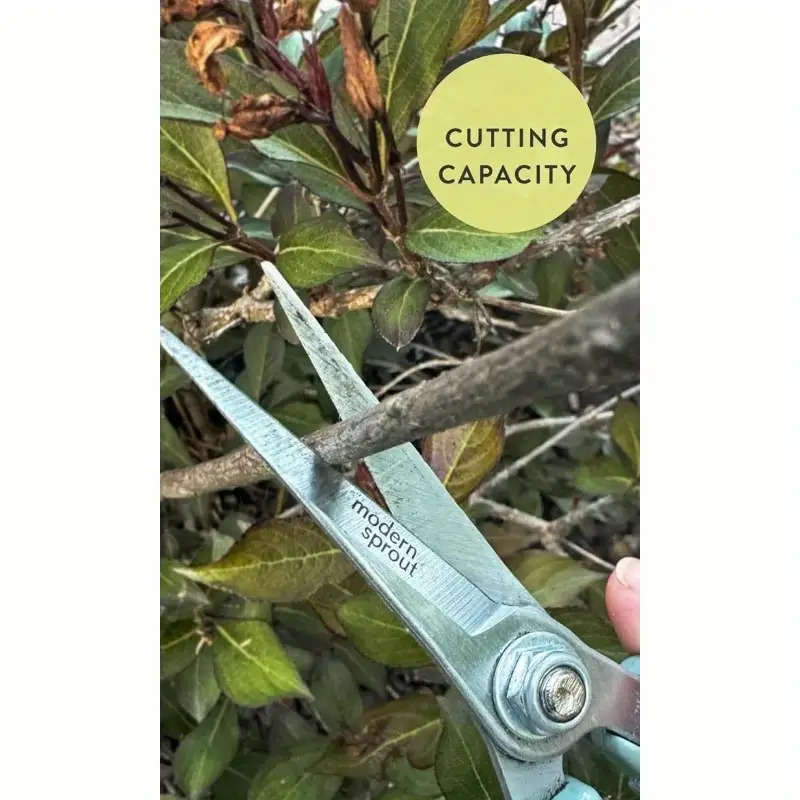 Scissors Quantity
