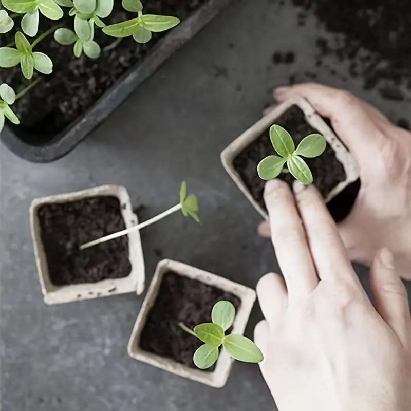 50 Pcs Square Pulp Seedling Cups With Drainage Holes