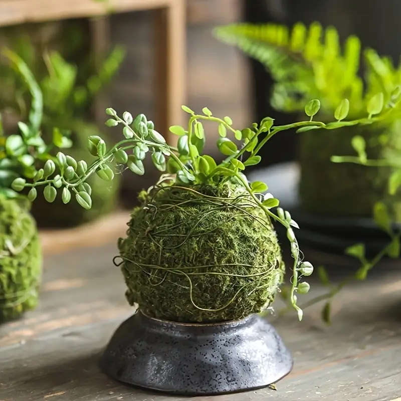 1 Exquisite Moss Plant Planting Container