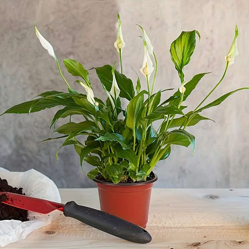 50 Pack Plastic Cone Shaped Seedling Cups