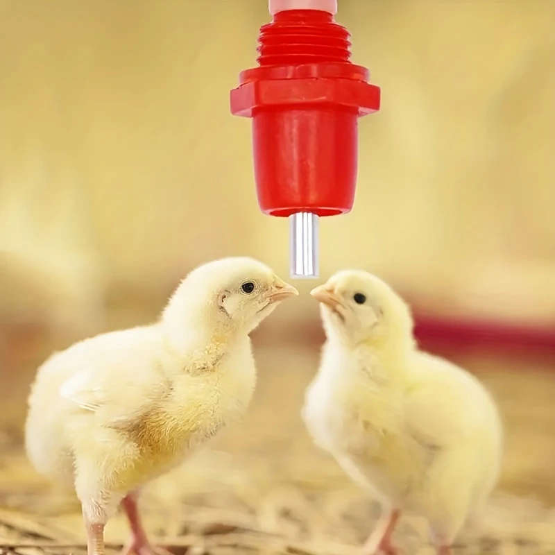 Automatic Chicken Waterer