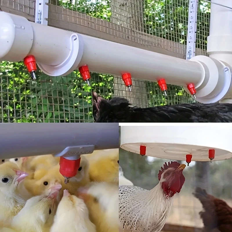 Automatic Chicken Waterer