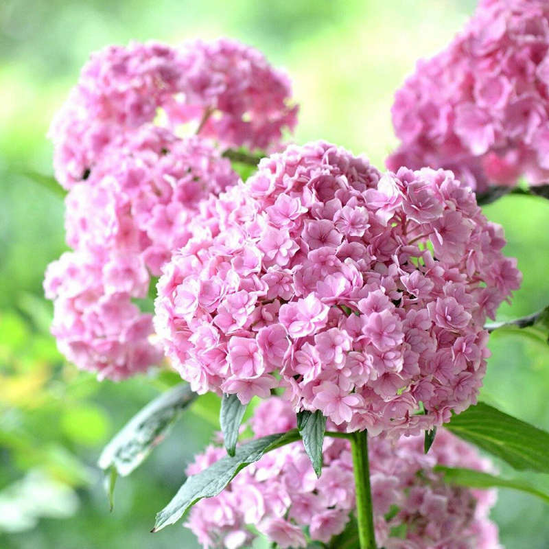 Egrow 50Pcs Vanilla Strawberry Hydrangea Flower Seeds Planting Flower Bonsai Tree Seeds