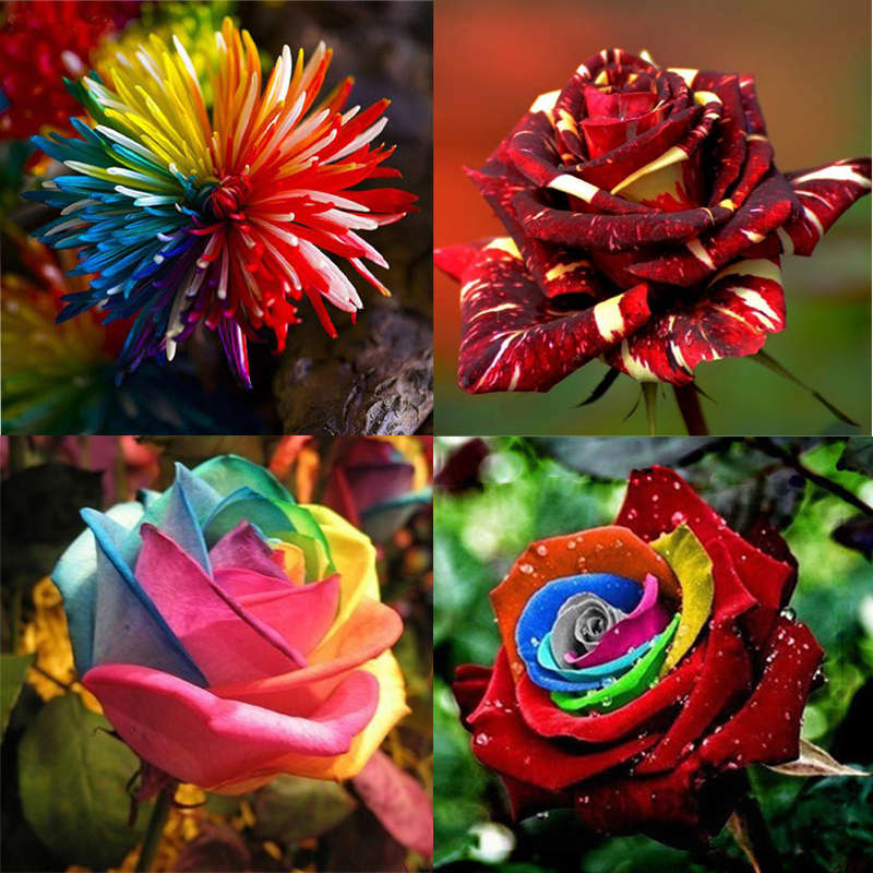 Flower Seeds Combination Rainbow Rose Chrysanthemum Meteor Shower Rose Home Garden Seeds