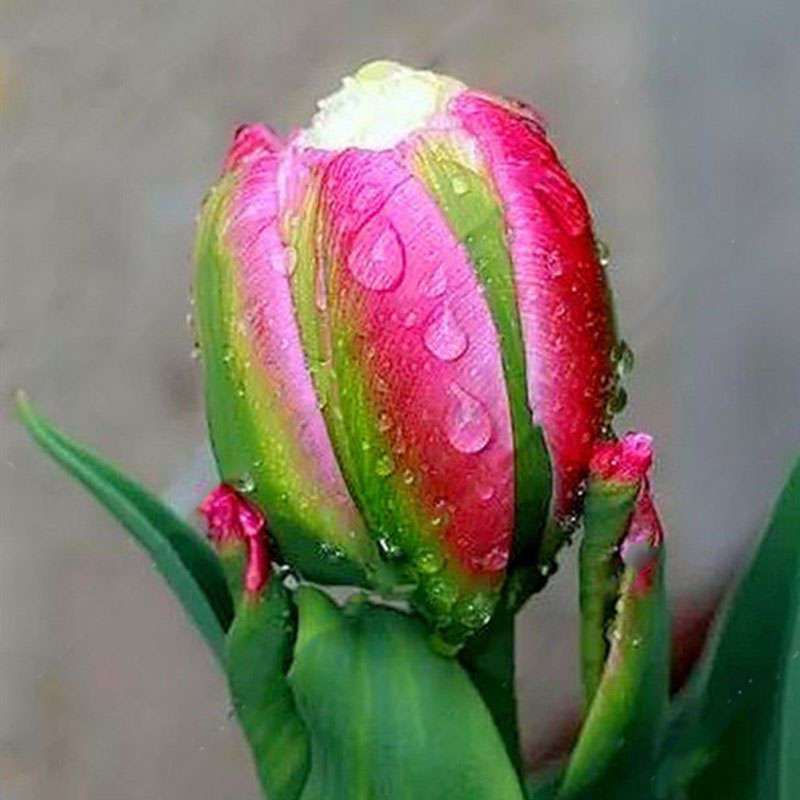 Egrow 100Pcs/Bag Icecream Tulips Seeds Rare Artificially Cultivated Perennial Bulb Flowers Seeds