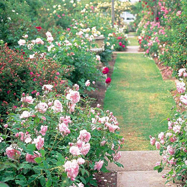 Egrow 200Pcs Garden Climbing Rose Seeds Balcony Drcoration Mix Colors Flower Seeds