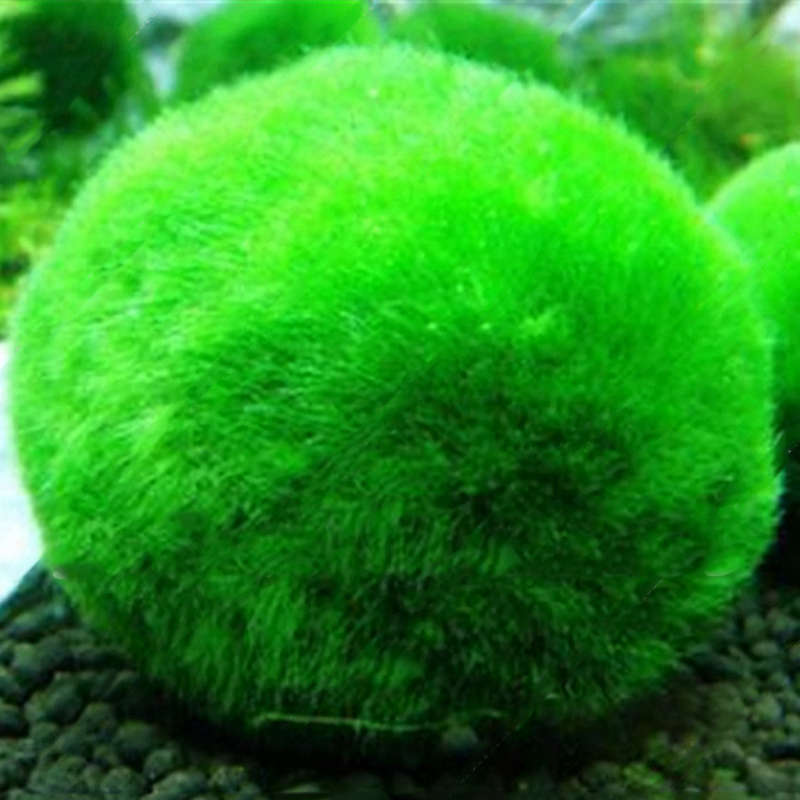 Egrow 1000 PCS Aquarium Fish Tank Grass Seeds Water Aquatic Plant Seeds Ornamental Lawn Grass