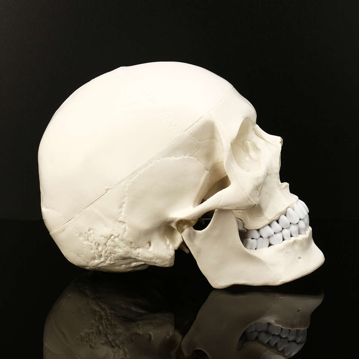 New Life Size Human Anatomical Anatomy Resin Head Skeleton Lifesize Skull Medical Teaching Mod