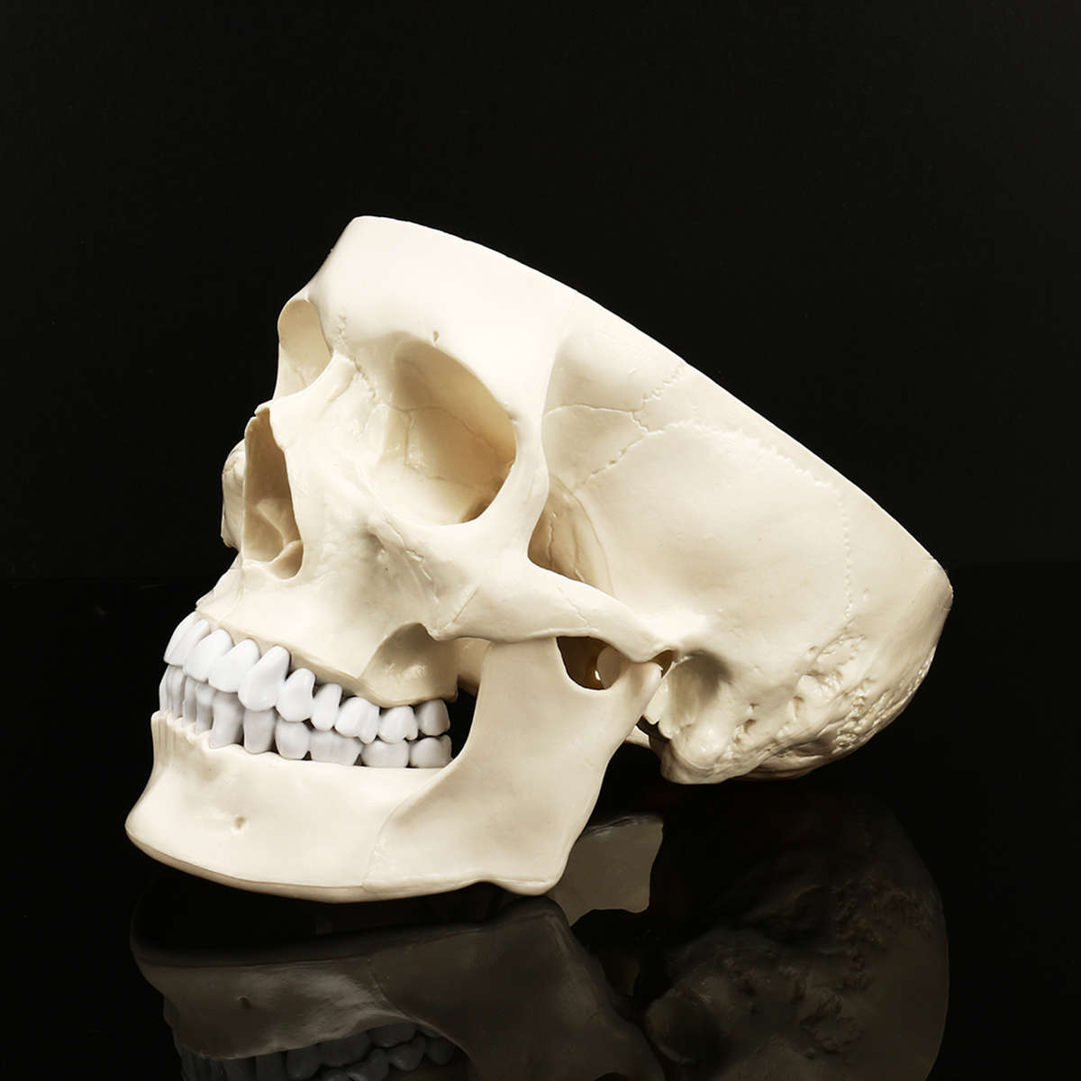 New Life Size Human Anatomical Anatomy Resin Head Skeleton Lifesize Skull Medical Teaching Mod
