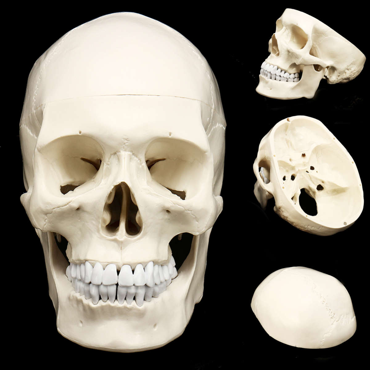 New Life Size Human Anatomical Anatomy Resin Head Skeleton Lifesize Skull Medical Teaching Mod