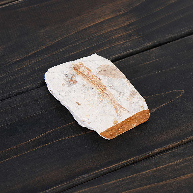 Lycoptera Davidi plate specimen Jurassic to Cretaceous Real Fish Fossil China Decorations