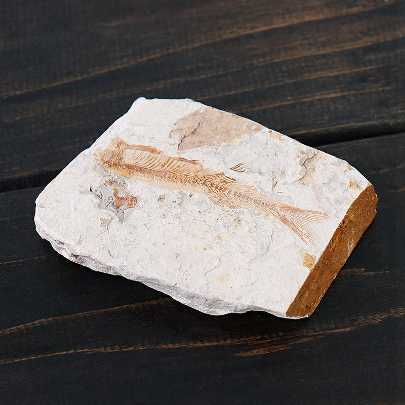 Lycoptera Davidi plate specimen Jurassic to Cretaceous Real Fish Fossil China Decorations