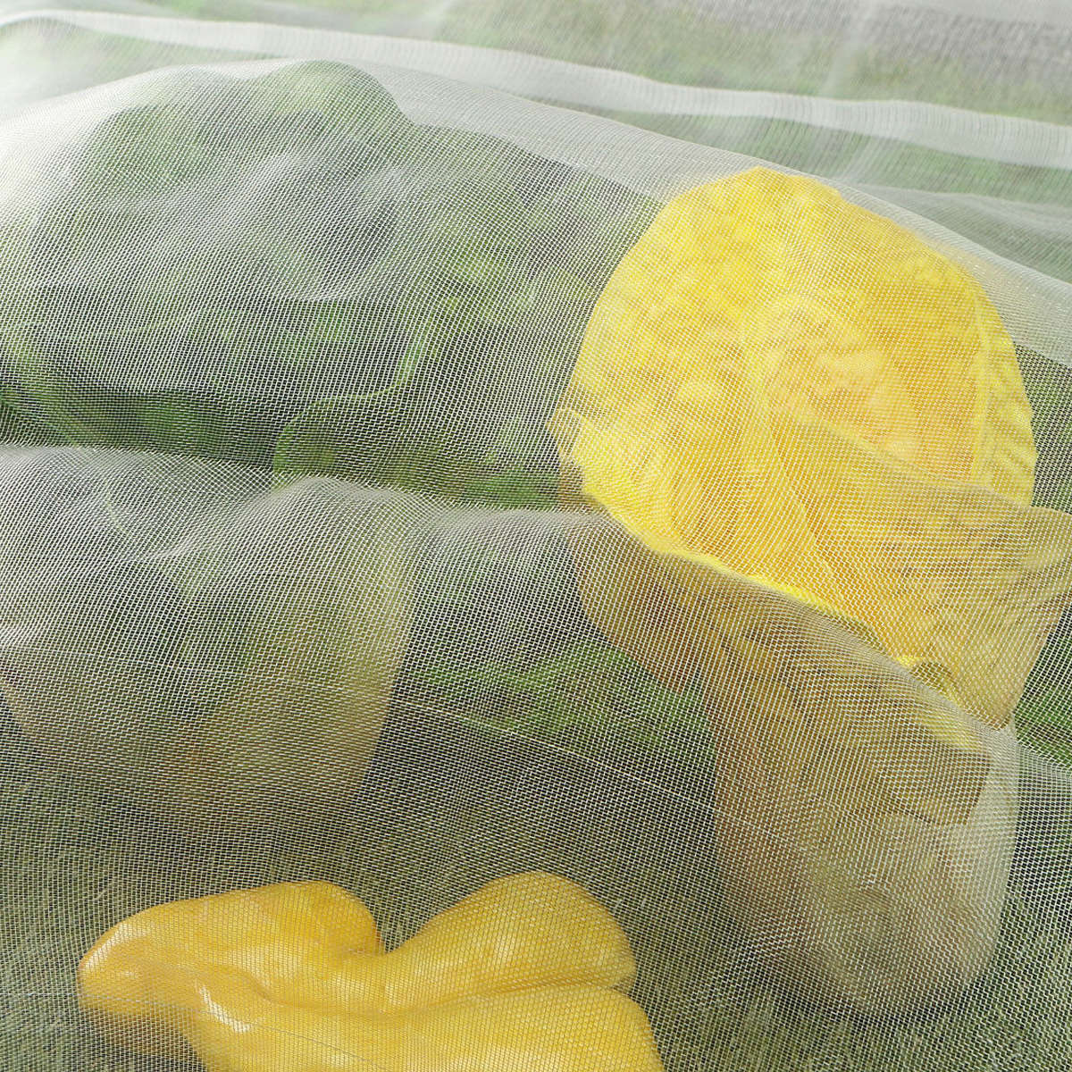 10M/6M x 2.5M Garden Bird Net Netting Vegetables Pest Plant Crops Protect Mesh Anti Bir...-(Size 6M)