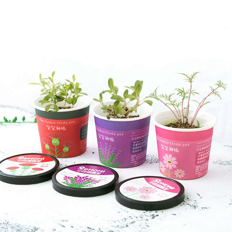 Creative Micro Landscape Mini Cute Little Flower Pot DIY Small Bonsai Plantas Ecological Plant Seeds