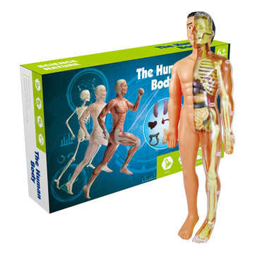 Human Anatomy Model Removable Human Torso Anatomy Model With Details 3D Body Model ... (VERSION: 1#)