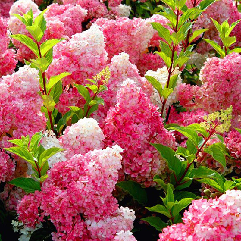 Egrow 50Pcs Vanilla Strawberry Hydrangea Flower Seeds Planting Flower Bonsai Tree Seeds