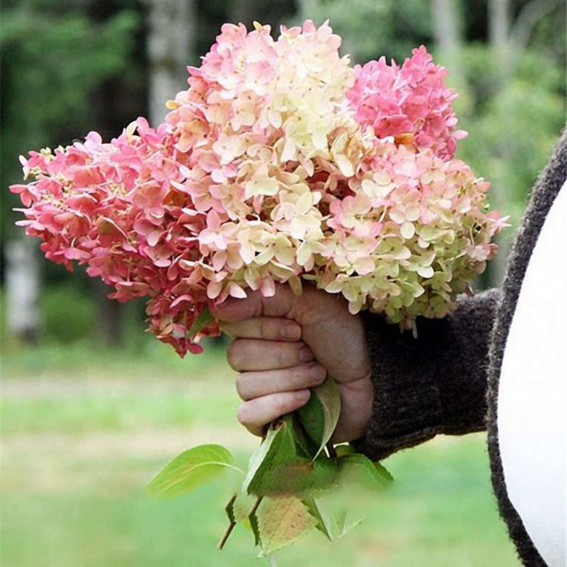 Egrow 20Pcs Hydrangea Flower Seed Vanilla Strawberry Seeds For Outdoor Home Planting Bonsai
