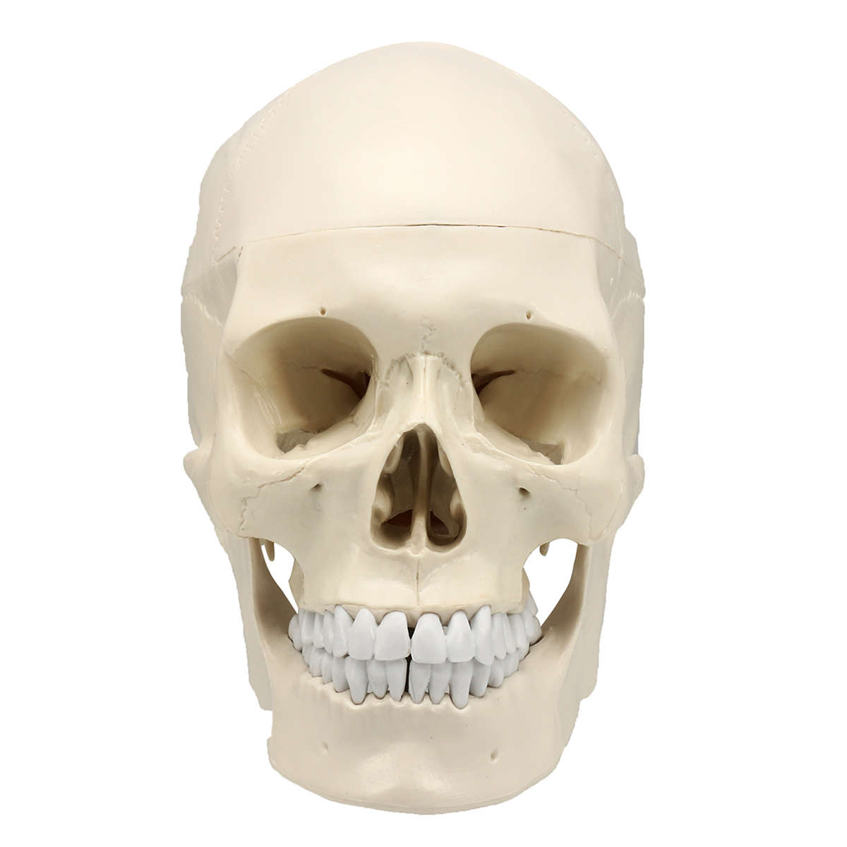 New Life Size Human Anatomical Anatomy Resin Head Skeleton Lifesize Skull Medical Teaching Mod