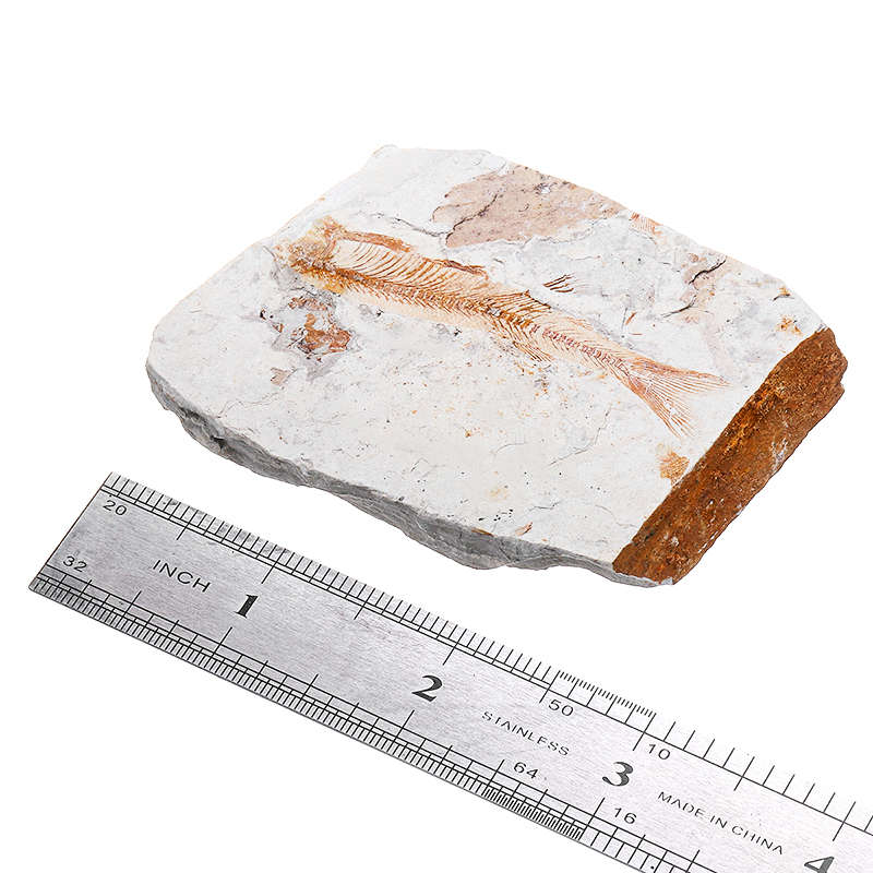 Lycoptera Davidi plate specimen Jurassic to Cretaceous Real Fish Fossil China Decorations