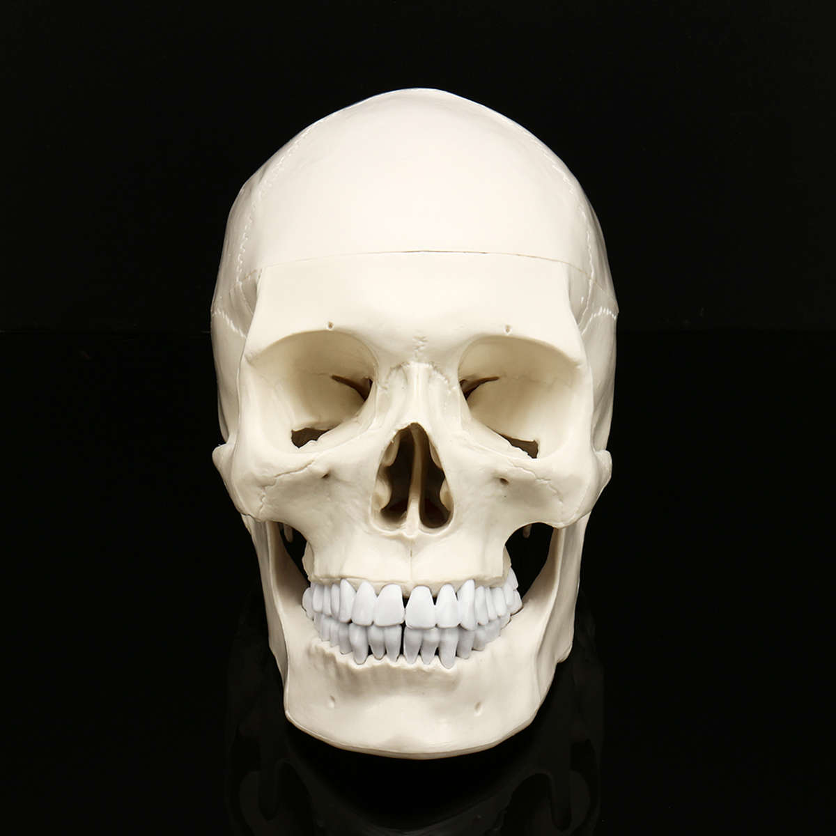 New Life Size Human Anatomical Anatomy Resin Head Skeleton Lifesize Skull Medical Teaching Mod