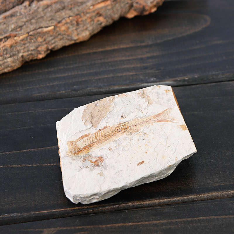 Lycoptera Davidi plate specimen Jurassic to Cretaceous Real Fish Fossil China Decorations