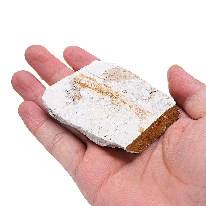 Lycoptera Davidi plate specimen Jurassic to Cretaceous Real Fish Fossil China Decorations