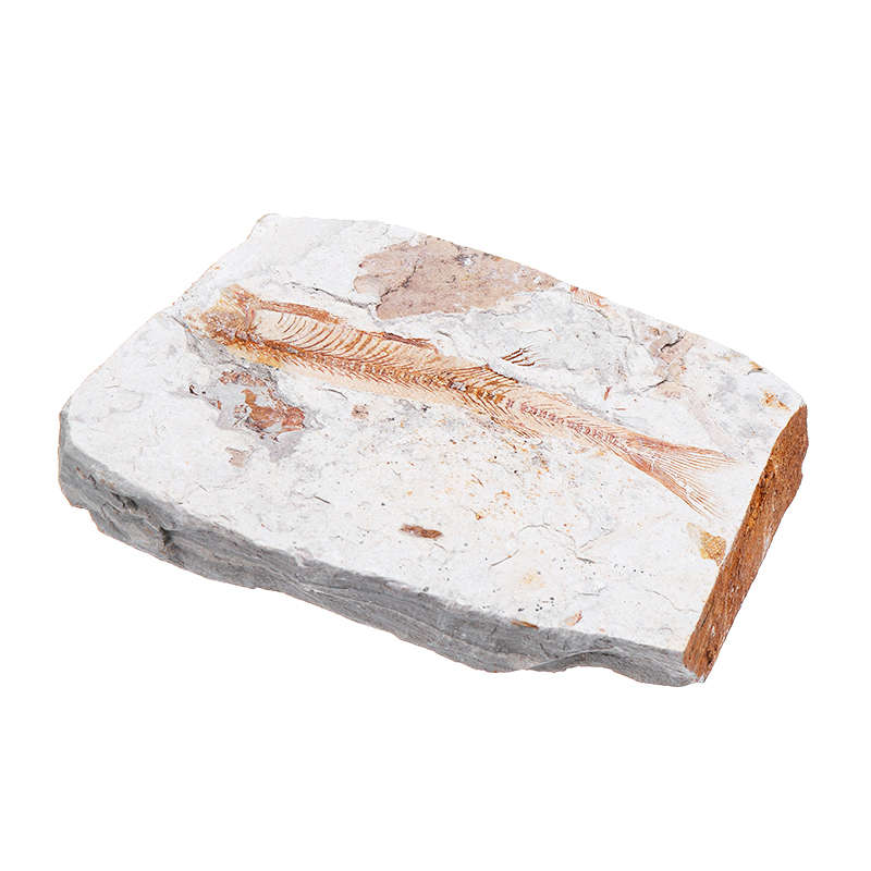 Lycoptera Davidi plate specimen Jurassic to Cretaceous Real Fish Fossil China Decorations