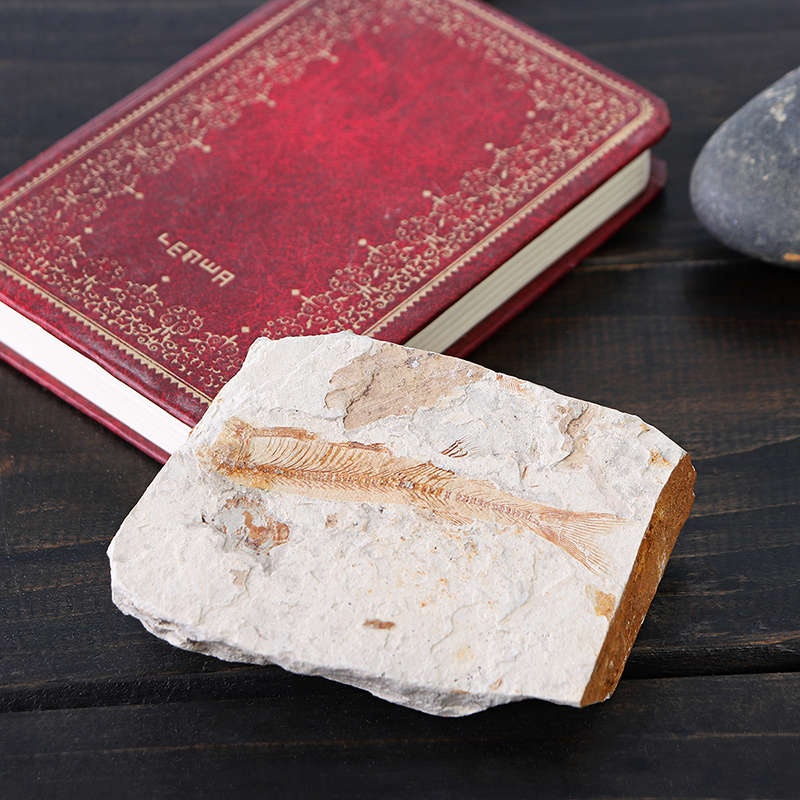 Lycoptera Davidi plate specimen Jurassic to Cretaceous Real Fish Fossil China Decorations